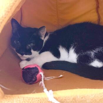 Coco Chanel -  Domestic Short Hair Cat for Adoption in Philadelphia, Pennsylvania - Coco Chanel | PetCurious