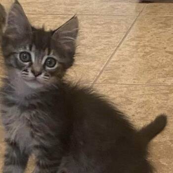 Mayor Bumblebun -  Domestic Medium Hair Cat Available for Adoption in Las Vegas, Nevada - Mayor Bumblebun | PetCurious