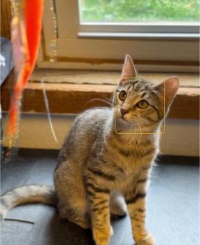 Little Sis -  Domestic Short Hair Cat for Adoption - Little Sis | PetCurious