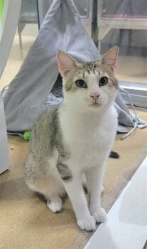 BUDDHA -  Domestic Short Hair Cat for Adoption in St. Peters, Missouri - BUDDHA | PetCurious