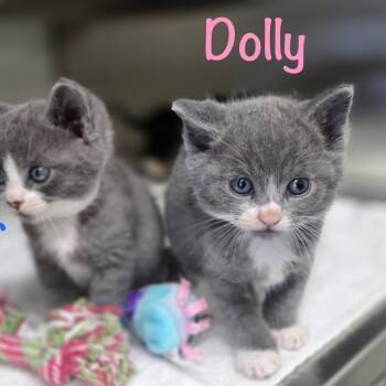 Dolly -  Domestic Short Hair Cat for Adoption in Crescent City, California - Dolly | PetCurious