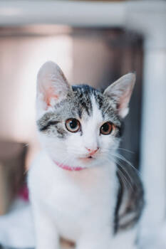 Rescue Domestic Short Hair Cats for Adoption in North Charleston, South Carolina - 89337a Calculator- Petco North Charleston | PetCurious