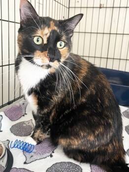 Rescue American Shorthair Cats for Adoption in Westwood, New Jersey - Mickey | PetCurious