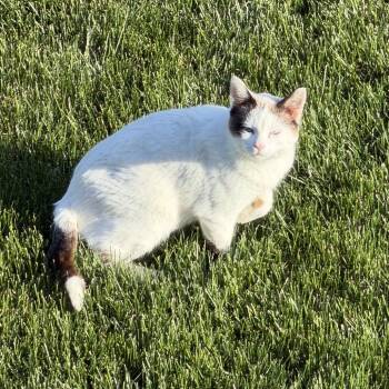 Snowshoe Cats Available for Adoption in Rochester, Minnesota - White Kitty Momma | PetCurious