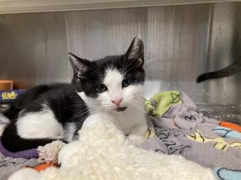 EXPLORER -  Domestic Short Hair Cat for Adoption in Tustin, California - EXPLORER | PetCurious