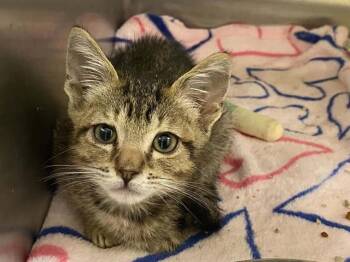 LUFFY -  Domestic Short Hair Cat for Adoption in Tustin, California - LUFFY | PetCurious