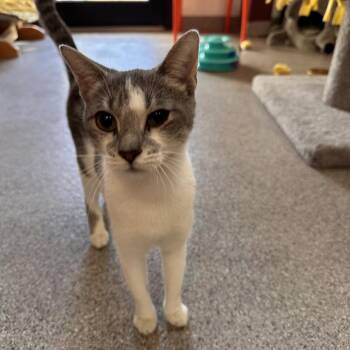 Lorcana -  Domestic Short Hair Cat for Adoption in Sarasota, Florida - Lorcana | PetCurious