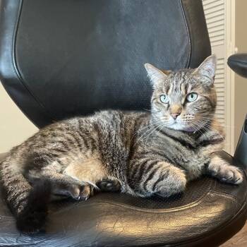Stella -  Domestic Short Hair Cat for Adoption in Harrisonburg, Virginia - Stella | PetCurious