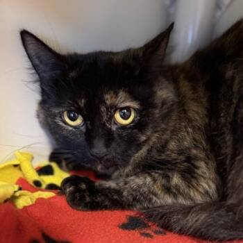 Rescue Domestic Short Hair Cats for Adoption in Lansing, Michigan - Sophie | PetCurious