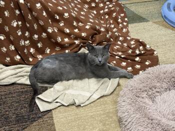 Bowser -  Domestic Short Hair and Russian Blue Cat for Adoption in Hartville, Ohio - Bowser | PetCurious