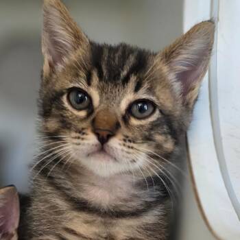 Domestic Short Hair Cats Available for Adoption in Buellton, California - Thalion | PetCurious