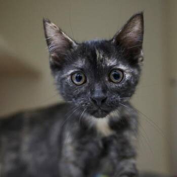 Cerberus -  Domestic Short Hair Cat for Adoption in Bradenton, Florida - Cerberus | PetCurious