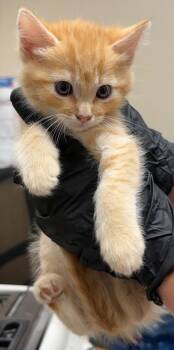 Chili -  Domestic Medium Hair Cat for Adoption in Gillette, Wyoming - Chili | PetCurious