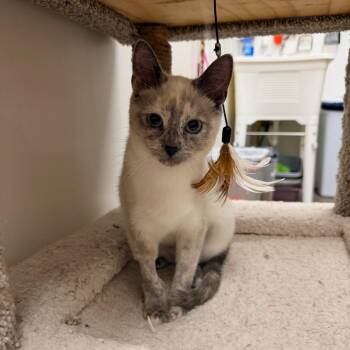 Domestic Short Hair Cats Available for Adoption - Angel | PetCurious