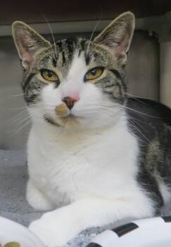 Tabby Cats Available for Adoption in Taunton, Massachusetts - LENNY | PetCurious