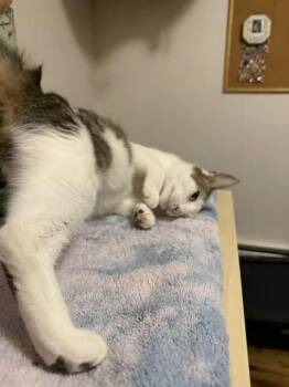 Madame -  Domestic Short Hair Cat for Adoption in Fort Collins, Colorado - Madame | PetCurious