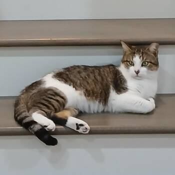 Domestic Short Hair Cats Available for Adoption - Freedman | PetCurious