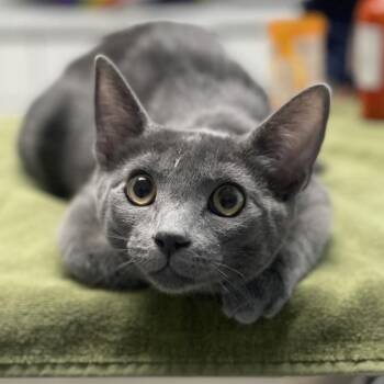 Moi -  Domestic Short Hair Cat for Adoption in Riverside, California - Moi | PetCurious