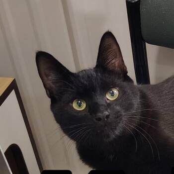 Kringle -  Domestic Short Hair Cat for Adoption in Ontonagon, Michigan - Kringle | PetCurious
