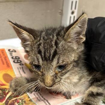 Latte -  Domestic Short Hair Cat for Adoption in Yuma, Arizona - Latte | PetCurious