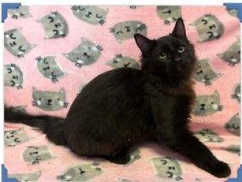 Graham -  Domestic Medium Hair Cat for Adoption in Raleigh, North Carolina - Graham | PetCurious