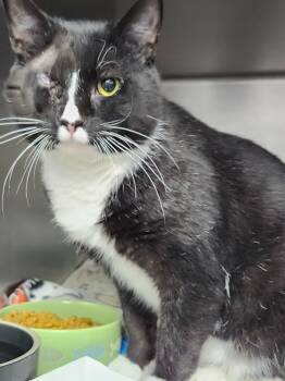 Rescue Domestic Short Hair Cats for Adoption in Cincinnati, Ohio - The Woodsman | PetCurious