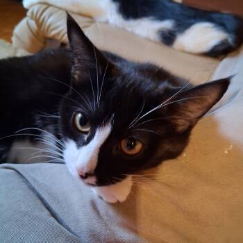 Rescue Domestic Short Hair Cats for Adoption in Washington, District Of Columbia - Hallie | PetCurious