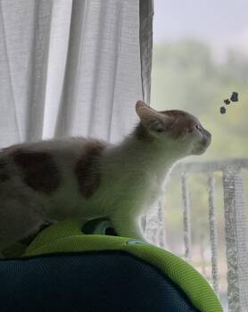 ThunderROARus (Aka Cornbread) -  Domestic Short Hair Cat for Adoption in Chicago, Illinois - ThunderROARus (Aka Cornbread) | PetCurious