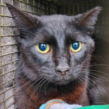 Domestic Short Hair Cats Available for Adoption in San Antonio, Texas - SMOKEY | PetCurious