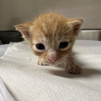 Fountain Drink -  Domestic Short Hair Cat for Adoption in San Antonio, Texas - Fountain Drink | PetCurious