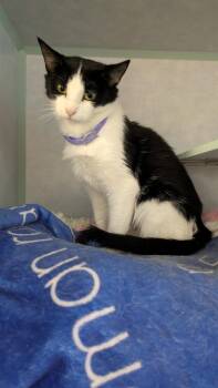 Indie -  Domestic Short Hair Cat for Adoption in Papillion, Nebraska - Indie | PetCurious