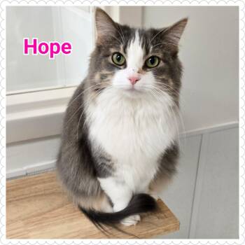 Rescue Domestic Short Hair Cats for Adoption in North Saint Paul, Minnesota - Hope | PetCurious