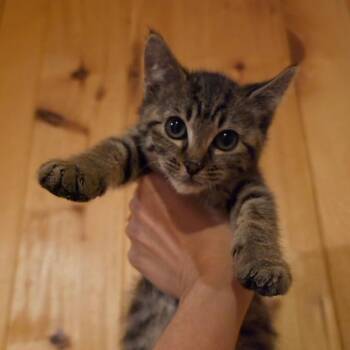Meredith -  Domestic Short Hair Cat for Adoption in Midland, Texas - Meredith | PetCurious