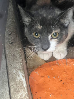 Rescue Domestic Short Hair Cats for Adoption in North Haledon, New Jersey - Cali | PetCurious