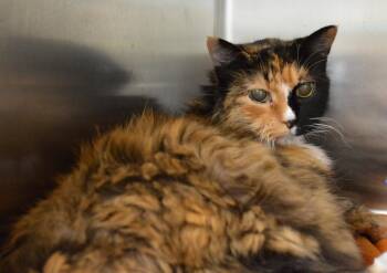Yertle -  Domestic Long Hair Cat for Adoption - Yertle | PetCurious