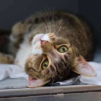 Rescue Domestic Short Hair Cats for Adoption in New York, New York - Bungie | PetCurious