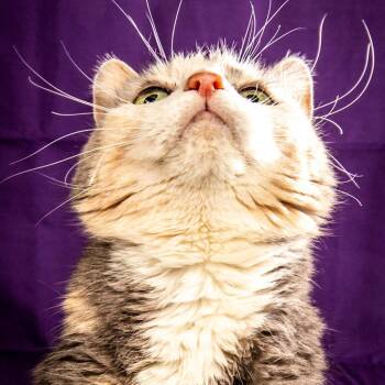 Rescue Domestic Short Hair Cats for Adoption in Durango, Colorado - Owl | PetCurious