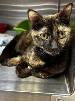 Lavender -  Domestic Short Hair Cat for Adoption in Chambersburg, Pennsylvania - Lavender | PetCurious