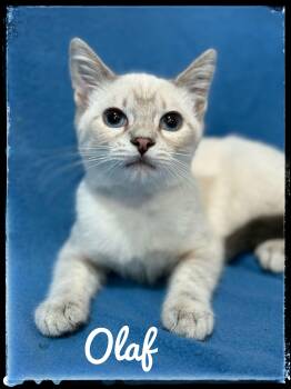 Siamese Cats Available for Adoption - Olaf | PetCurious