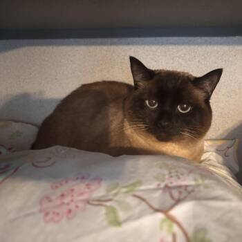 Nana & Sagal -  Domestic Medium Hair Cat for Adoption in Hudson, New York - Nana & Sagal | PetCurious