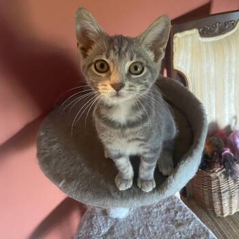 Rescue Domestic Short Hair and Tabby Cats for Adoption in Somerset, Kentucky - Sofina R | PetCurious
