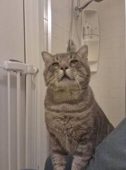 Hermes -  Domestic Short Hair Cat for Adoption in Herndon, Virginia - Hermes | PetCurious
