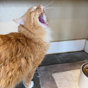 Crab Rangoon -  Domestic Long Hair Cat for Adoption in Mankato, Minnesota - Crab Rangoon | PetCurious