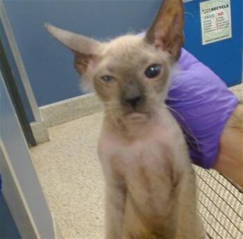Rescue Sphynx Hairless Cat Cats for Adoption in Doral, Florida - PEACH | PetCurious