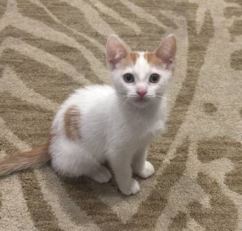 Rescue Domestic Short Hair Cats for Adoption in Encinitas, California - Halo | PetCurious