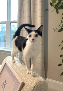 Petal -  Domestic Short Hair Cat for Adoption in Wilmington, North Carolina - Petal | PetCurious