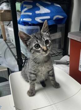 HOP -  Domestic Short Hair Cat for Adoption in Killeen, Texas - HOP | PetCurious