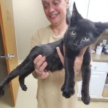 Rescue Bombay and Domestic Short Hair Cats for Adoption in Clarksville, Virginia - Hall & Oats | PetCurious