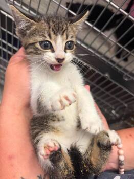 Martie -  Domestic Short Hair and American Bobtail Cat Available for Adoption in Republic, Missouri - Martie | PetCurious