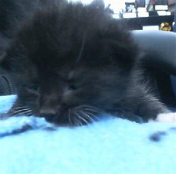 Rescue Domestic Short Hair Cats for Adoption in Dallas, Texas - LASEY | PetCurious